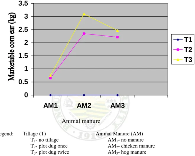Figure 1. Interaction effect of tillage practice and animal manure application on the     weight of marketable corn ear 