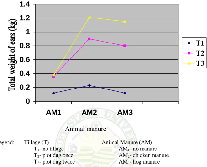 Figure 2.  Interaction effect of tillage practice and animal manure application on the total      weight of ears 