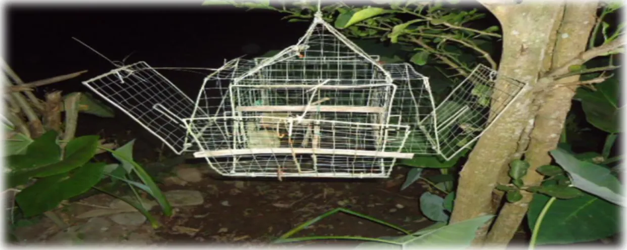 Figure 10. A tangkal (cage) used to catch birds (pang-ngati) alive 