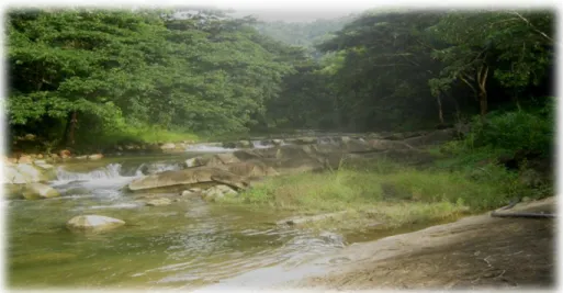 Figure 13. Trees like acacia and let-teng planted by the community residents at the             upper part of the payegpeg falls  