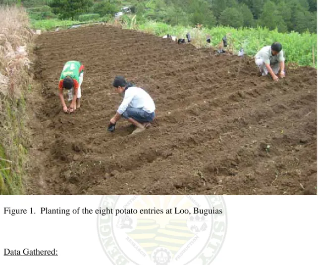 Figure 1.  Planting of the eight potato entries at Loo, Buguias 
