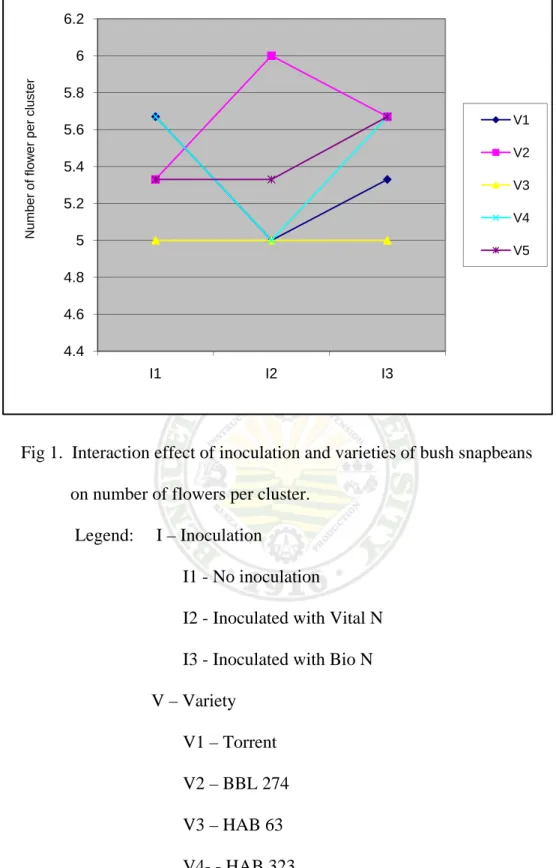Fig 1.  Interaction effect of inoculation and varieties of bush snapbeans                                                      on number of flowers per cluster