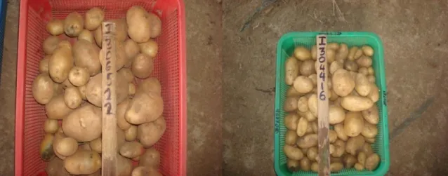 Figure 2. Tubers of some potato entries 