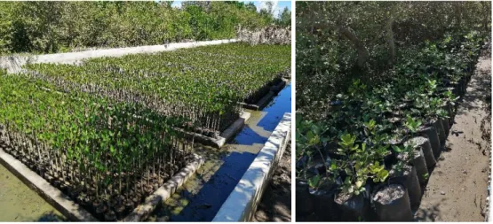 Figure 7.1. Concrete nursery and seedlings in Paraiso Mangrove Eco-learning park. 