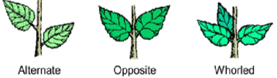 Figure 2: Types of Leaf Arrangement on Stem