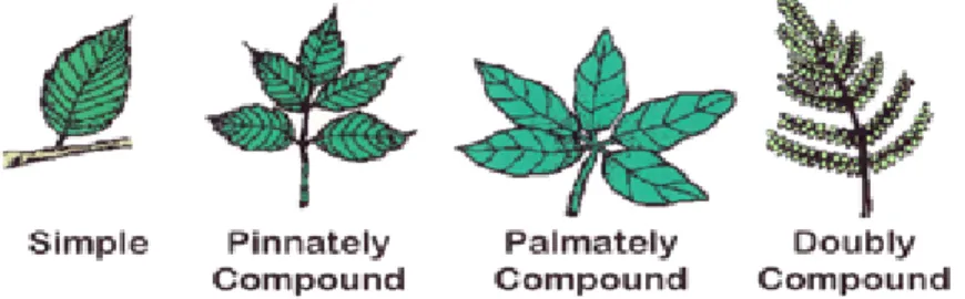 Figure 3: Types of Leaf Arrangement on Stem