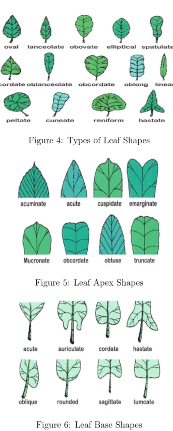 Figure 4: Types of Leaf Shapes