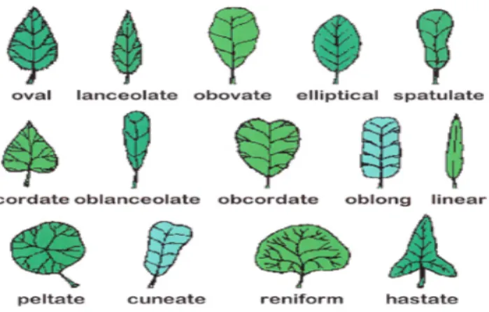 Figure 5: Leaf Apex Shapes