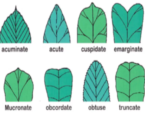 Figure 6: Leaf Base Shapes