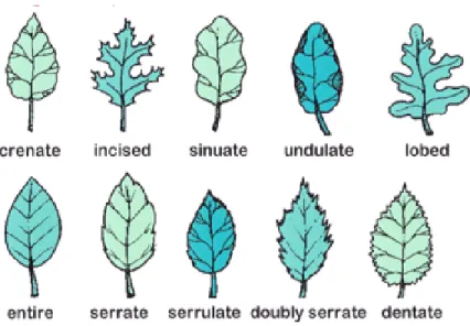 Figure 7: Leaf Margin Shapes
