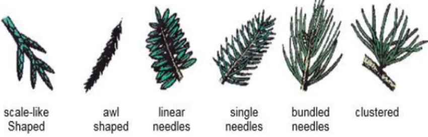 Figure 8: Conifer Type Leaf Venations