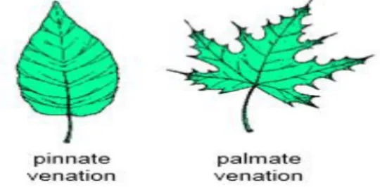 Figure 9: Ginkgo Leaf