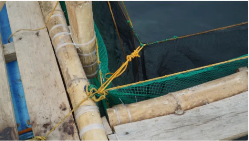 Figure 11. Main netting (green) and B-net (black) attachment to the cage  framework for nursery cage operation