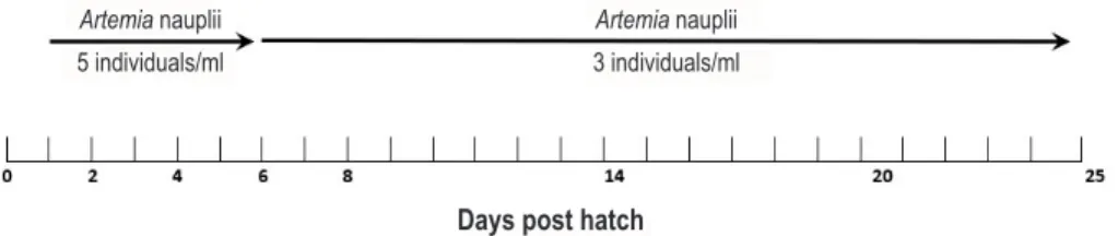 Figure 1. Feeding scheme for giant freshwater prawn larvae (Aralar et al. 2011)