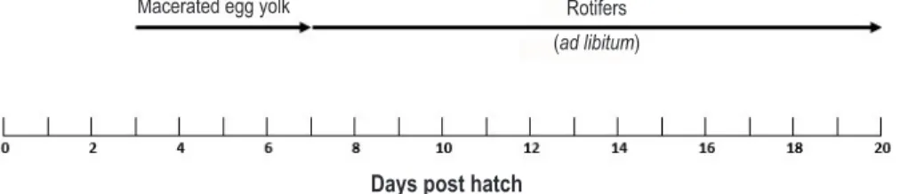 Figure 2. Feeding scheme for bighead carp larvae (Gonzal et al. 2001)