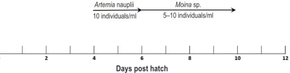 Figure 3. Feeding scheme for Clariid catfish larvae (Tan-Fermin et al. 2008)