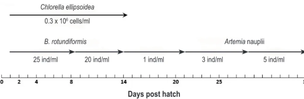 Figure 4. Feeding scheme for silver therapon larvae in outdoor tank conditions (Aya et al