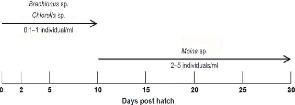 Figure 5. Feeding scheme for silver therapon larvae in indoor tank conditions (Aya et al