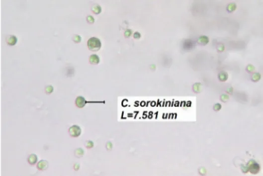 Figure 6.  Chlorella sorokiniana as seen under the  microscope