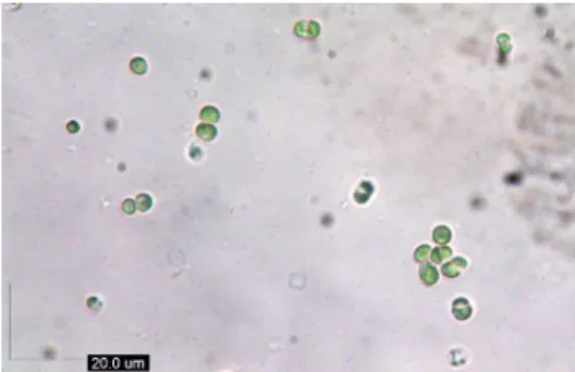 Figure 7. The euryhaline microalgae Nanochlorum sp.