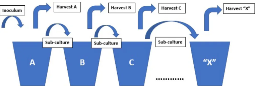 Figure 21. Diagram showing the batch culture system for culturing rotifers