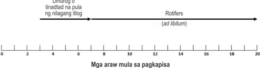 Figure 2. Skedyul ng pagpapakain sa similya ng karpa (Gonzal et al. 2001)