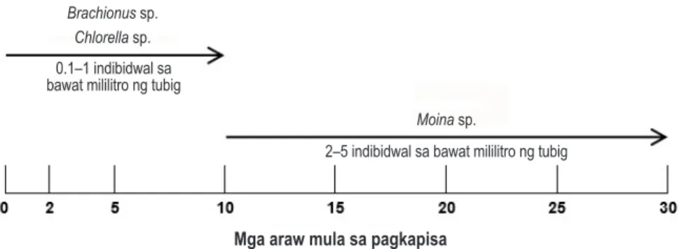 Figure 5. Skedyul ng pagpapakain sa similya ng ayungin sa indoor tanks  (Aya et al. 2021) Mga araw mula sa pagkapisa