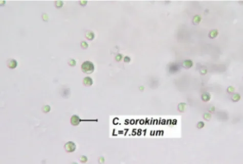 Figure 6. Hitsura ng Chlorella sorokiniana sa  ilalim ng microscope 