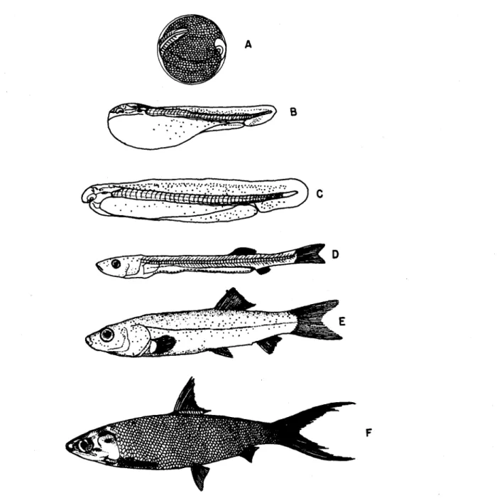 Fig.  1.2.  Milkfish stages of development. A,  egg;  B,  newly hatched larva; C,  day-old  larva;  D,  week-old  fry;  E,  fingerling; 