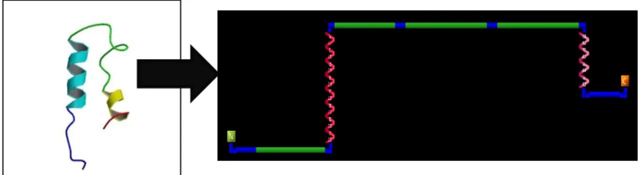 Figure 2. Conversion of 3D to 2D representation of a protein domain 