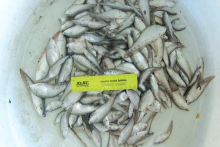 Fig. 2. South American sucker mouth catfish or janitor fish caught  in fish traps in Laguna de Bay, Philippines