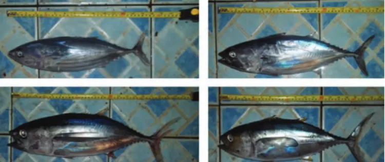 Fig. 2. Samples of tunas caught by fishing boat (KM. MEGA 807) as  noted by an observer assigned by the Directorate of Fish Resource 
