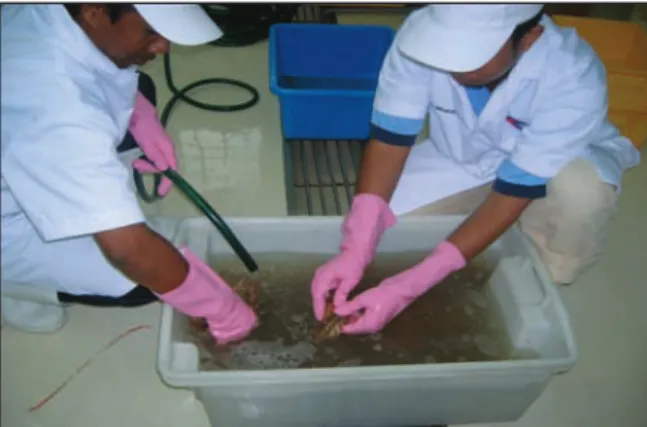 Figure 2.  Shrimps are de-iced and washed using  potable iced water.