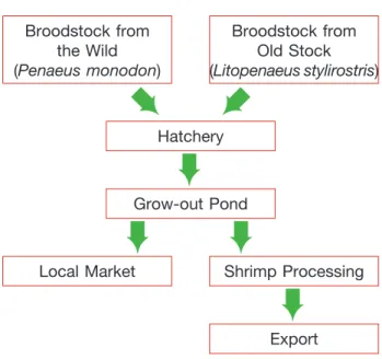 Figure 5. Shrimp product traceability code used in Brunei* 