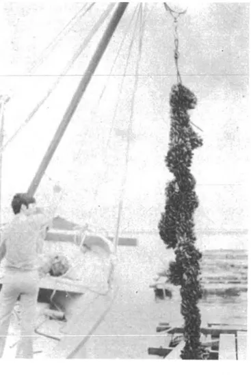 Fig.  8.  Harvesting of a 4  m polycoco  rope  on which natural  thinning has  occurred.
