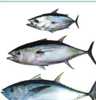 Figure 1. Most economically-important oceanic tuna species in  the Southeast Asian region (top to bottom): skipjack tuna (SKJ), 