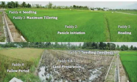 Figure 3. They relay rice planting component of the learning center, PhilRice  Negros.