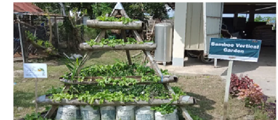 Figure 14. Triangular pyramid production model showing lettuce planted in  horizontal bamboo poles and ginger planted in sacks placed at the base of the 