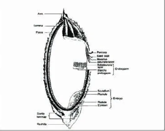 Figure 1. Structure of the rice grain (adapted from Juliano, 1993).