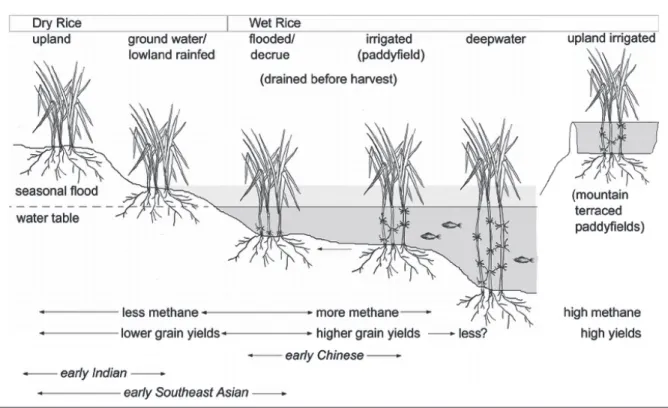 Figure 1. Schematic diagram of rice ecosystem (accessed through  Google photos of rice ecosystem; June 3, 2019).