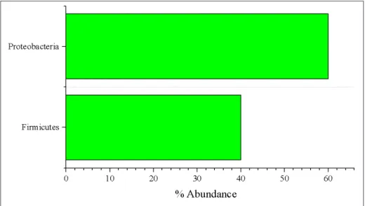 Figure 1. The abundance of bacterial isolates by phylum from rice roots and rhizosphere   across four provinces in Central Luzon.