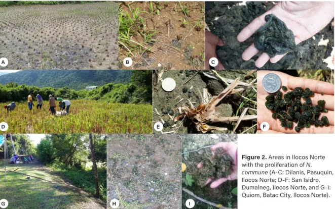Figure 2. Areas in Ilocos Norte  with the proliferation of N. 