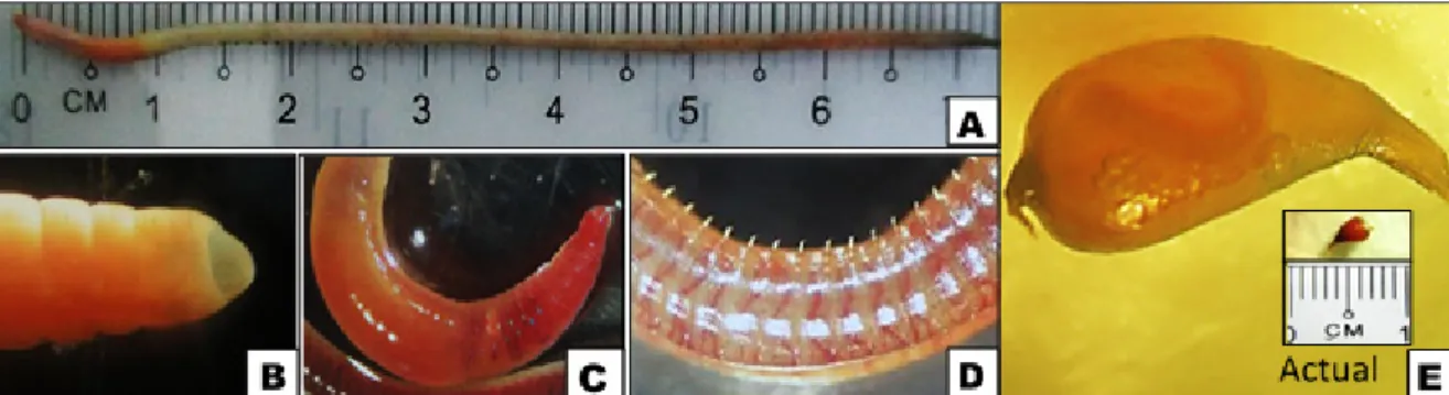 Figure 1. A 7.5 cm P. corethrurus earthworm with pink skin (A), zygolobic prostomium (B), saddle-type clitellum (C), setae in  each segment (D) and 4.6 mm length and 1.9 mm width cocoon (E)