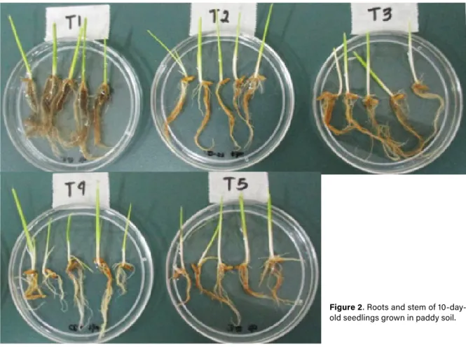 Figure 2. Roots and stem of 10-day- 10-day-old seedlings grown in paddy soil.