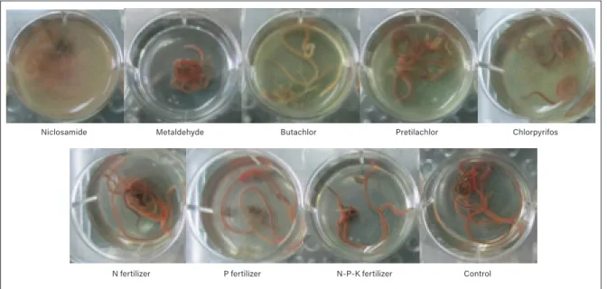 Figure 5. Effects of different farm inputs on P. corethrurus 24 h after application of treatment.