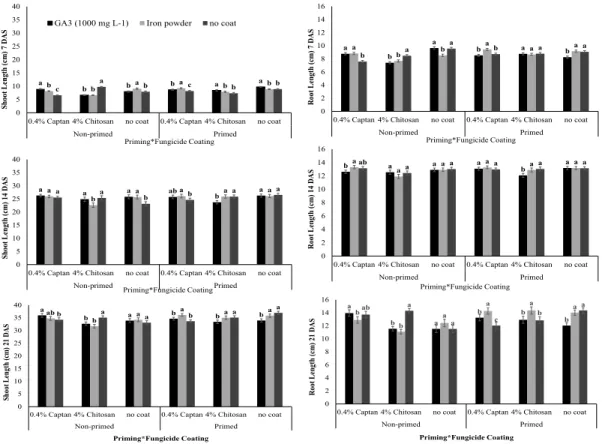 Figure 5. The interaction effects of priming x fungicide coating x seedling establishment coating on shoot length, root length at 7, 14, and 21 days  after sowing (DAS) of direct seeded Mestiso 19