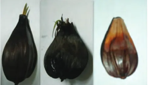 Figure 7. Fruit sample collected from Quezon  (left), Cam. Sur (middle) and Cam.Norte (right)