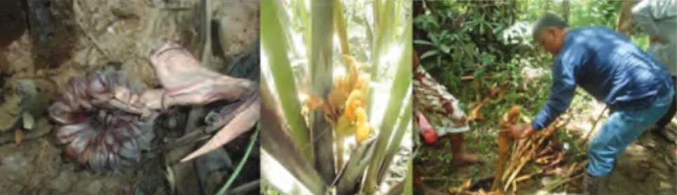Figure 5. Collection of nipa fruit (left) and inflorescence (middle) from  Calauag, Quezon.