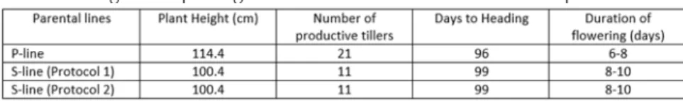 Table 27.  Agro-morphological characteristics of NSIC Rc446H parental lines.