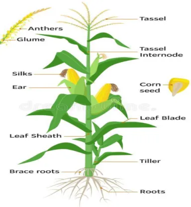 Fig.  1.1  Sweetcorn  plant  diagram,  infographic  elements  with  the  parts  of  maize  plant,  anthers,  tassel,  maize  ears,  cobs,  roots,  stalks,  silk,  flowering,  seeds  fruits  Vector  encyclopaedic illustration flat design 